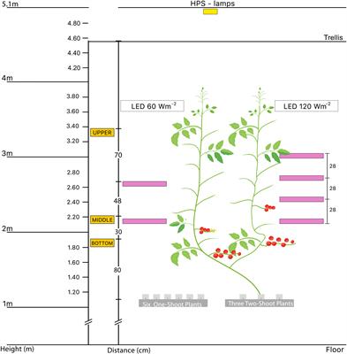 Additive effects of light and branching on fruit size and chemical fruit quality of greenhouse tomatoes